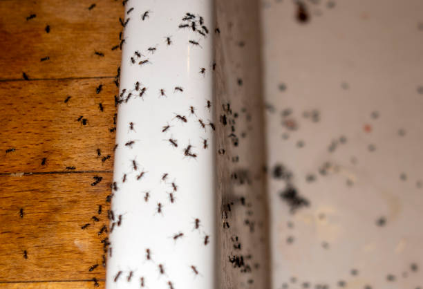 Best Wildlife Control Services  in Center Point, IA